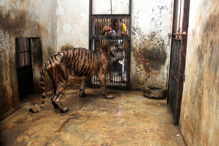 CORRECTION Indonesia Sumatran Tiger