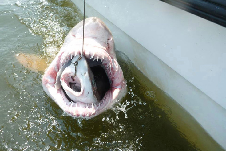Researchers reel in a shark inside another shark