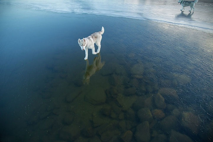 Huskies-frozen-Lake-11