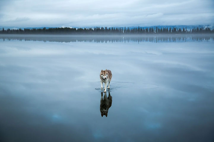Huskies-frozen-Lake-2