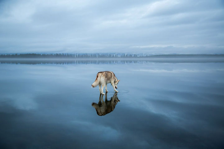 Huskies-frozen-Lake-4