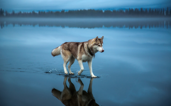 Huskies-frozen-Lake-5