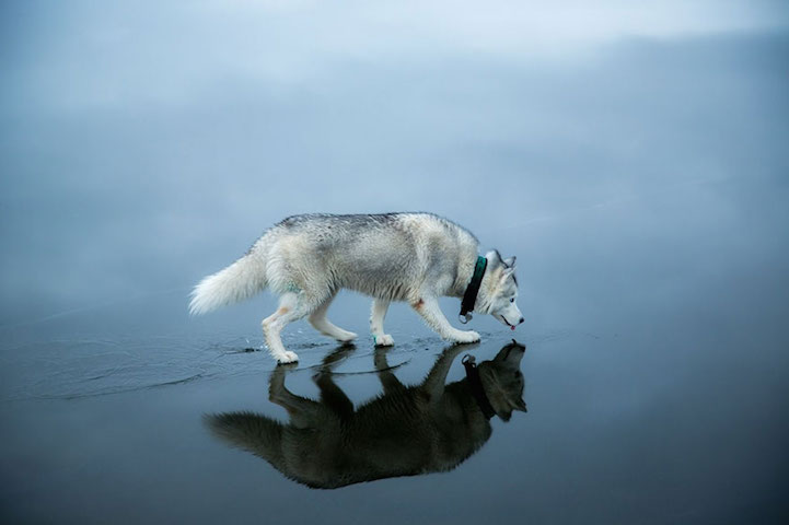 Huskies-frozen-Lake-8