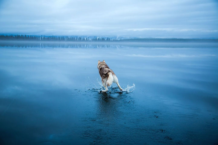 Huskies-frozen-Lake-9