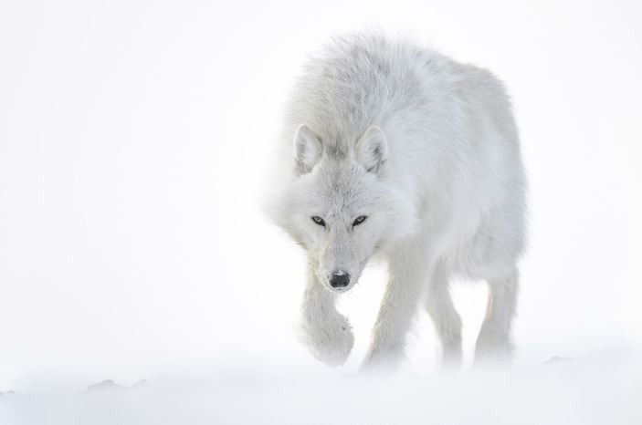 Afficher l'image d'origine