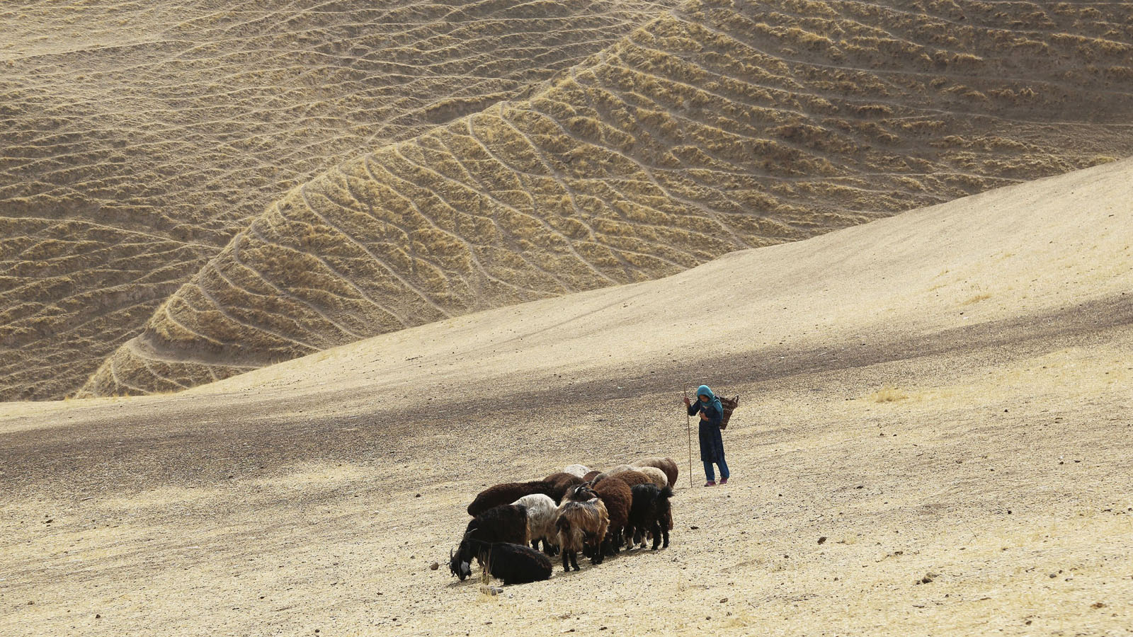 wolf-and-sheep-bergers-afghanistan