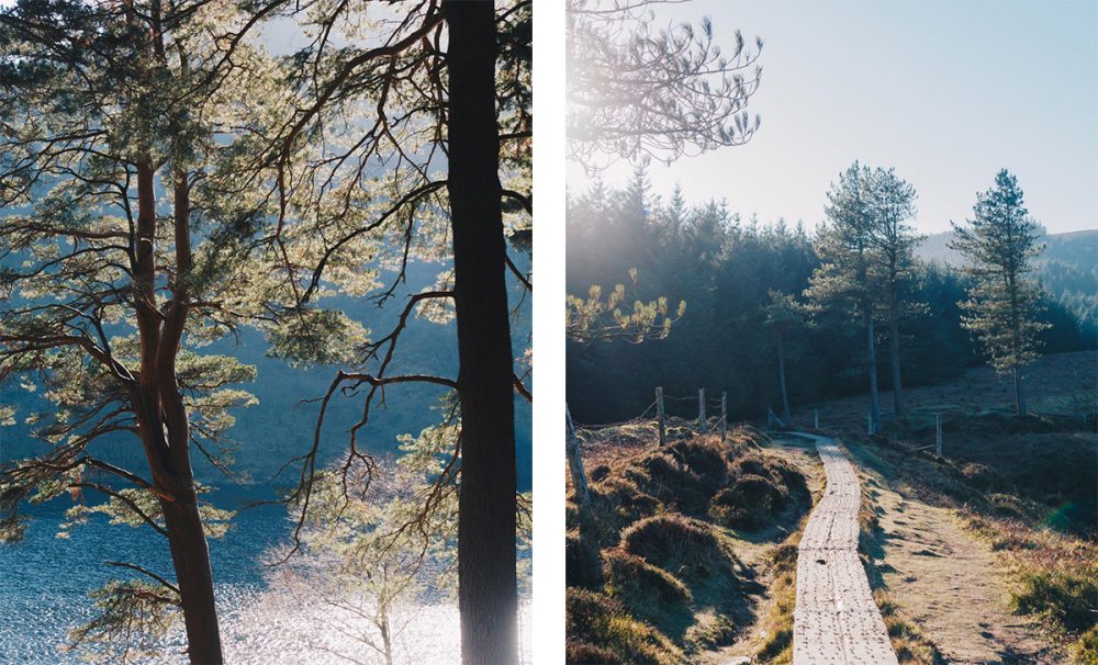 De la nature, des sentiers et des arbres, on en voit lors d'un road-trip en Irlande.