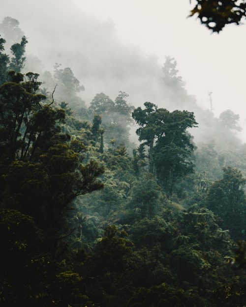Photo de la forêt dense de Nouvelle-Zélande.