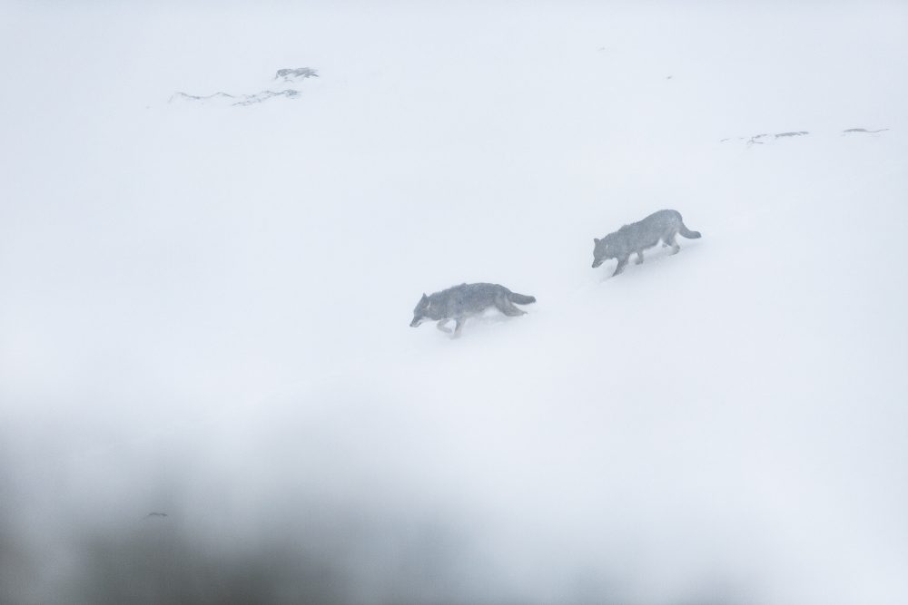 Deux loups traversant le désert blanc des Alpes.