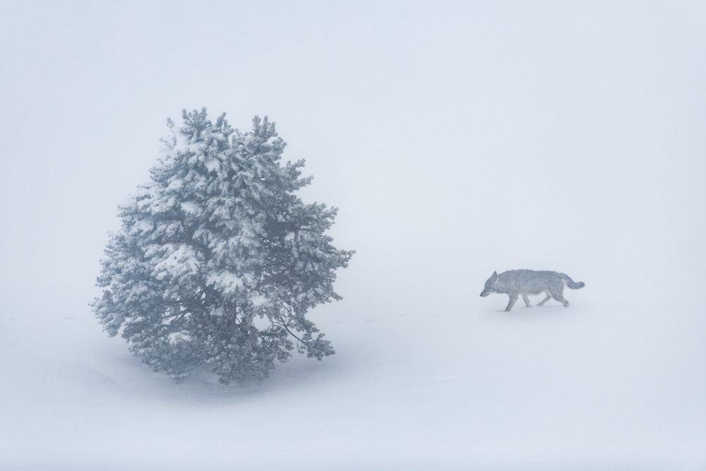 Photo d'un loup prise dans les Alpes.