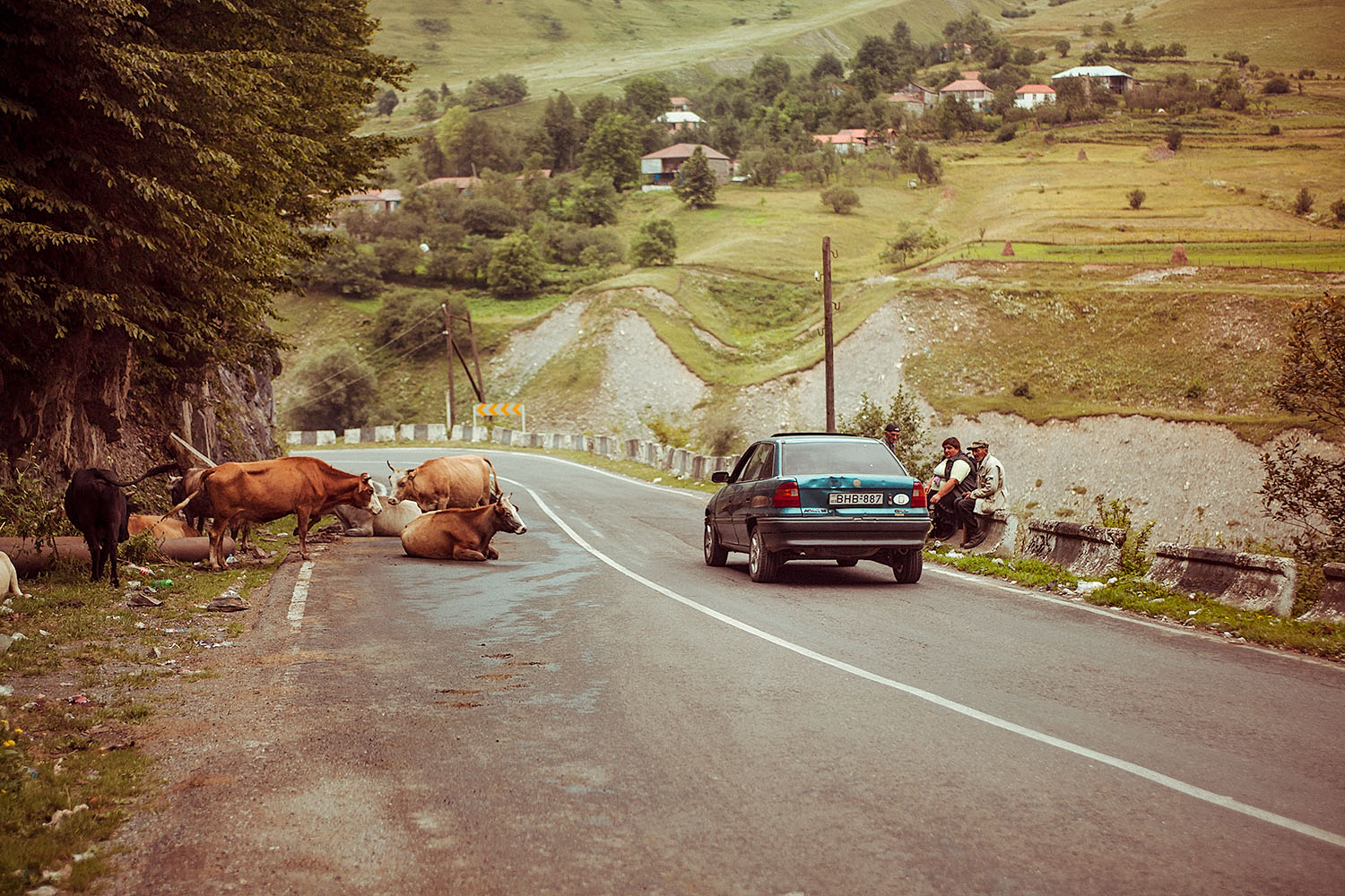 Vaches sur une route de Géorgie ou d'Arménie.
