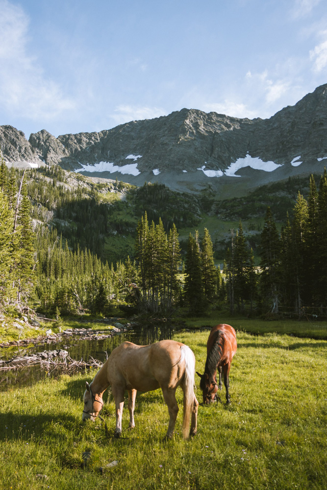 Chevaux des cowboys de Montana broutant.