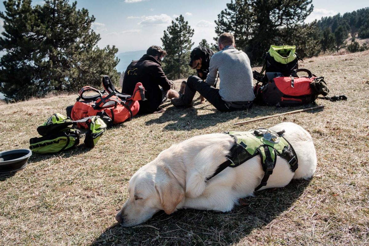 Petite sieste pour les chiens après une journée de randonnée sur les crêtes de Haute-Provence.