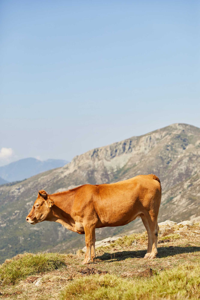 Une vache corse en plein GR20 en Corse.