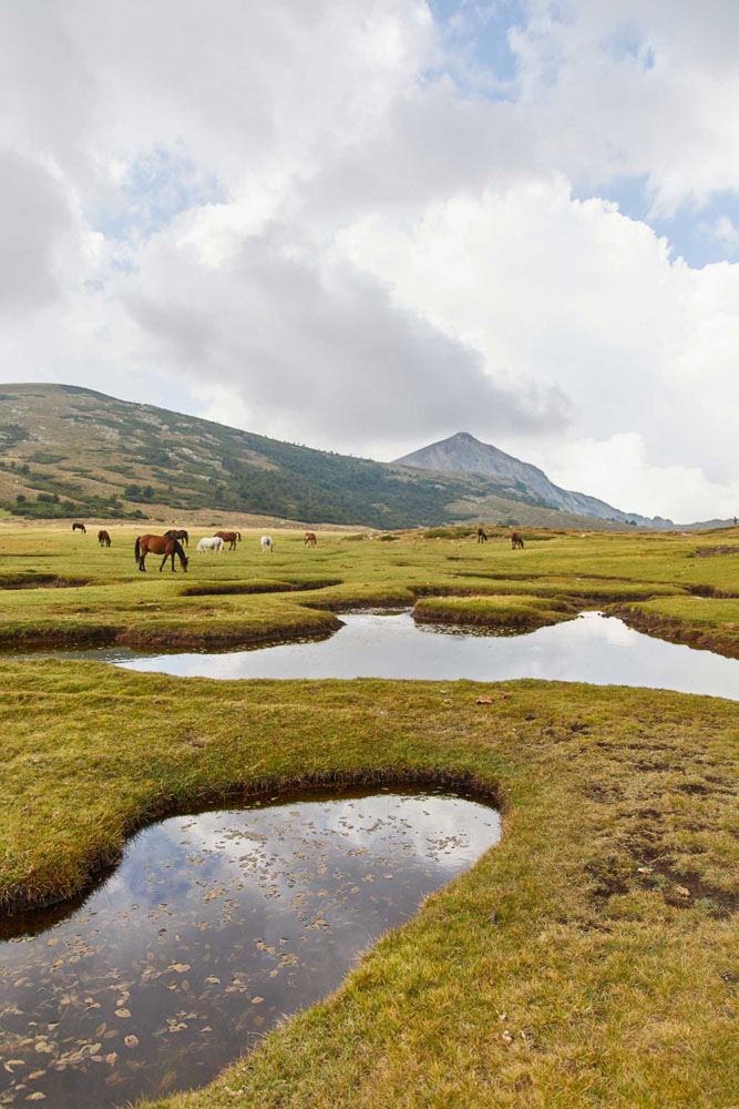 Des chevaux dans un pâturage du GR20 nord en Corse.