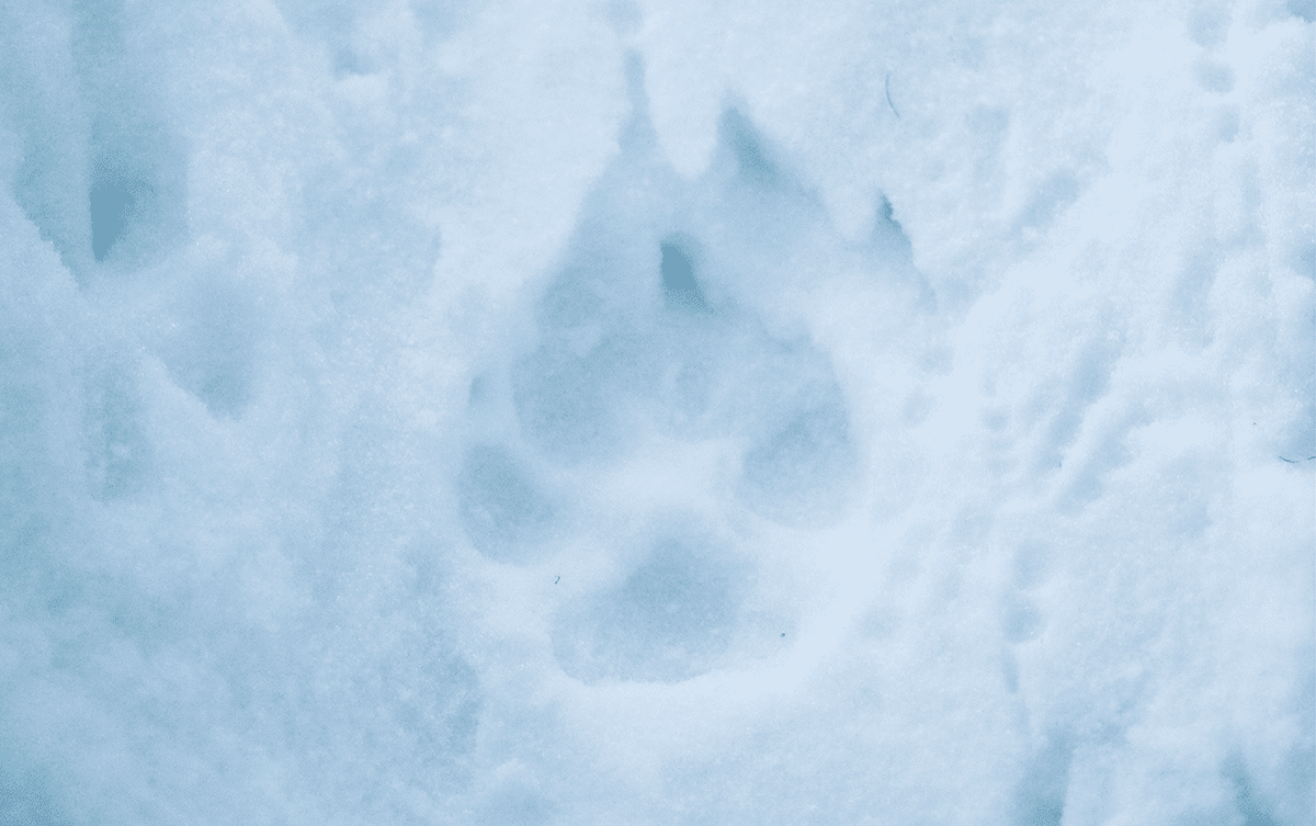 Jéremie Villet Photographe animalier loup Alaska Les Baladeurs