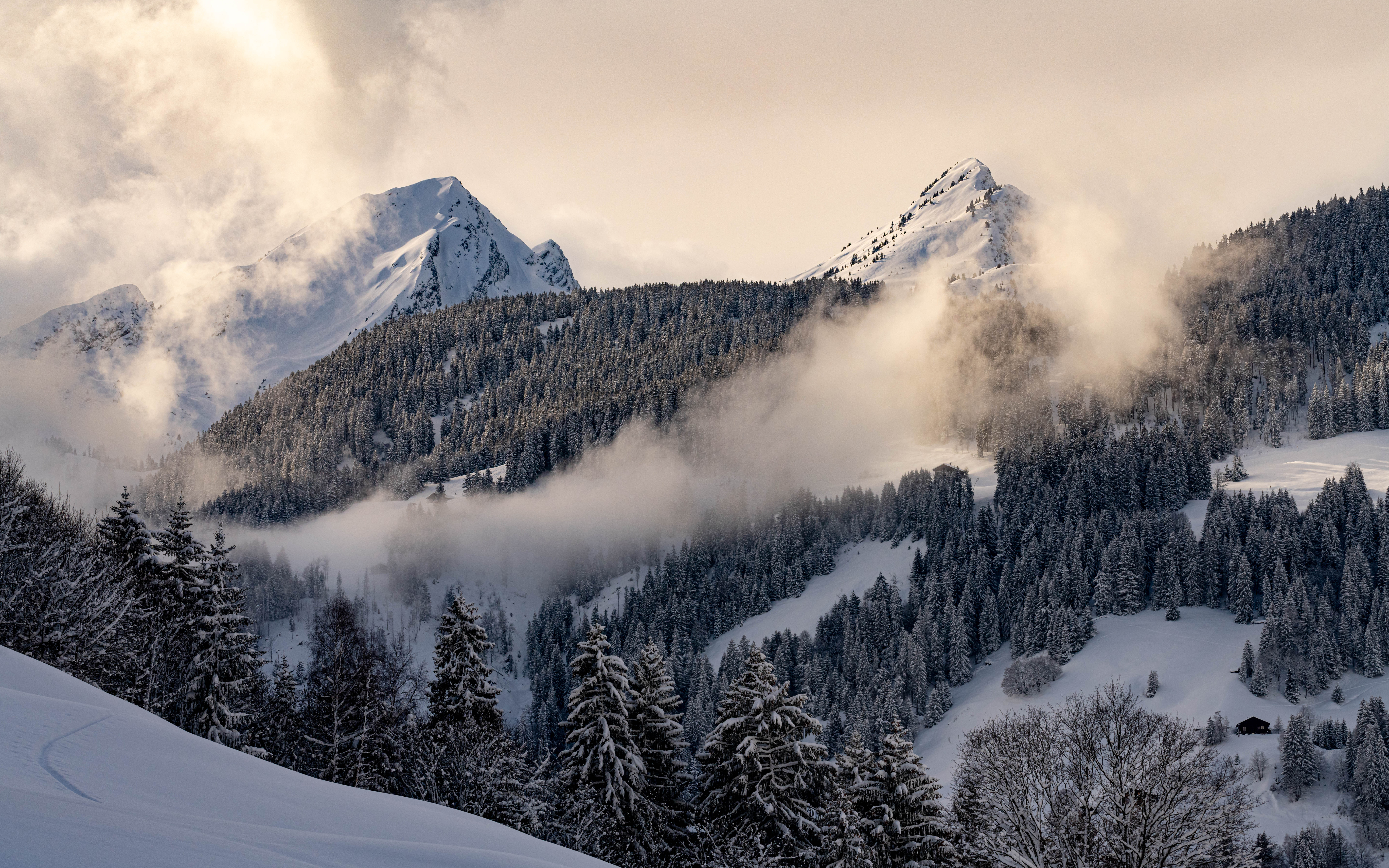 Le loup est de retour dans les forêts parait-il