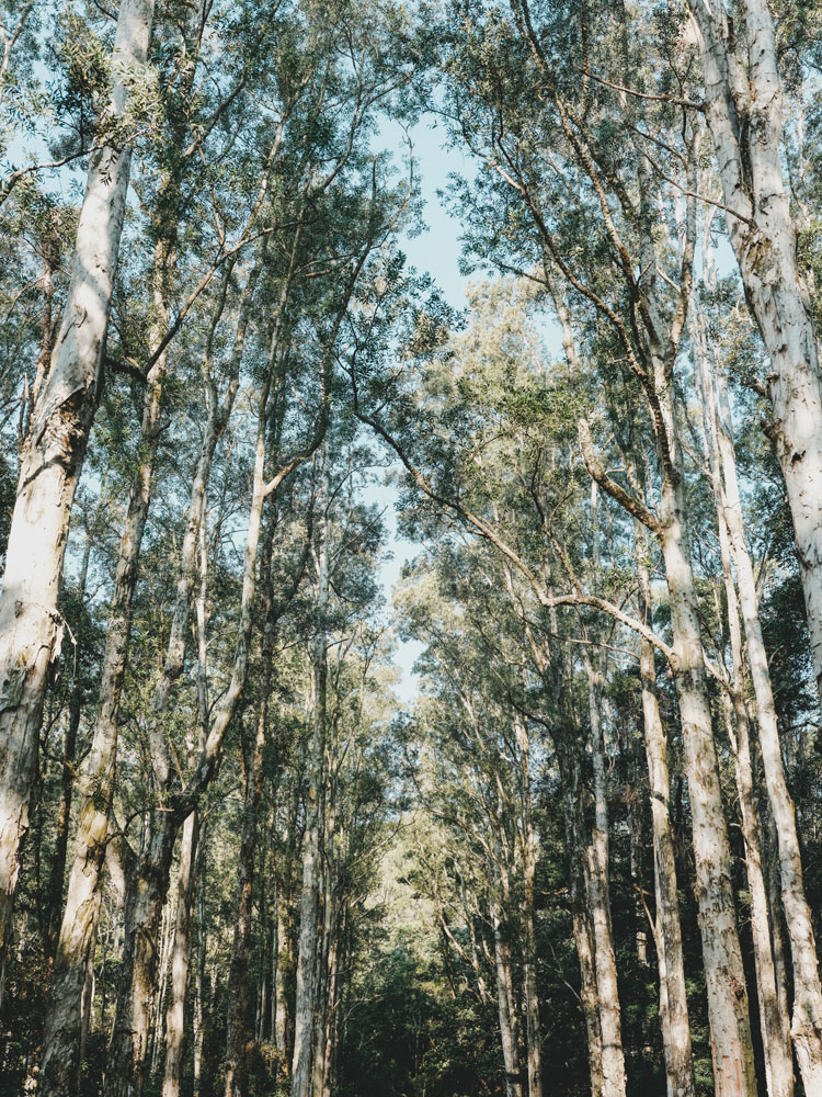 Végétations des randonnées à Hong Kong.