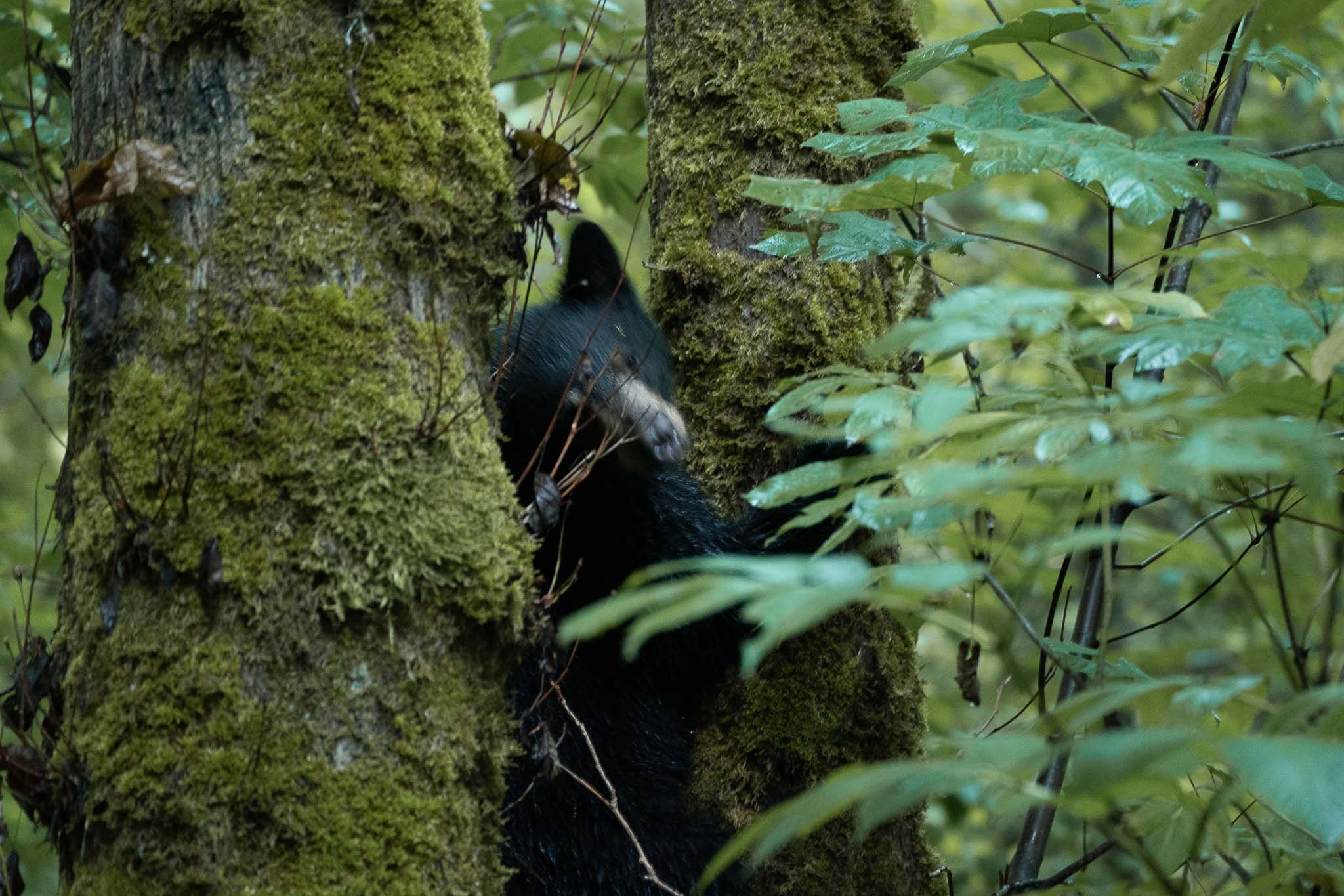 Observer les ours dans les arbres lors de mon voyage à vélo en Colombie-Britannique