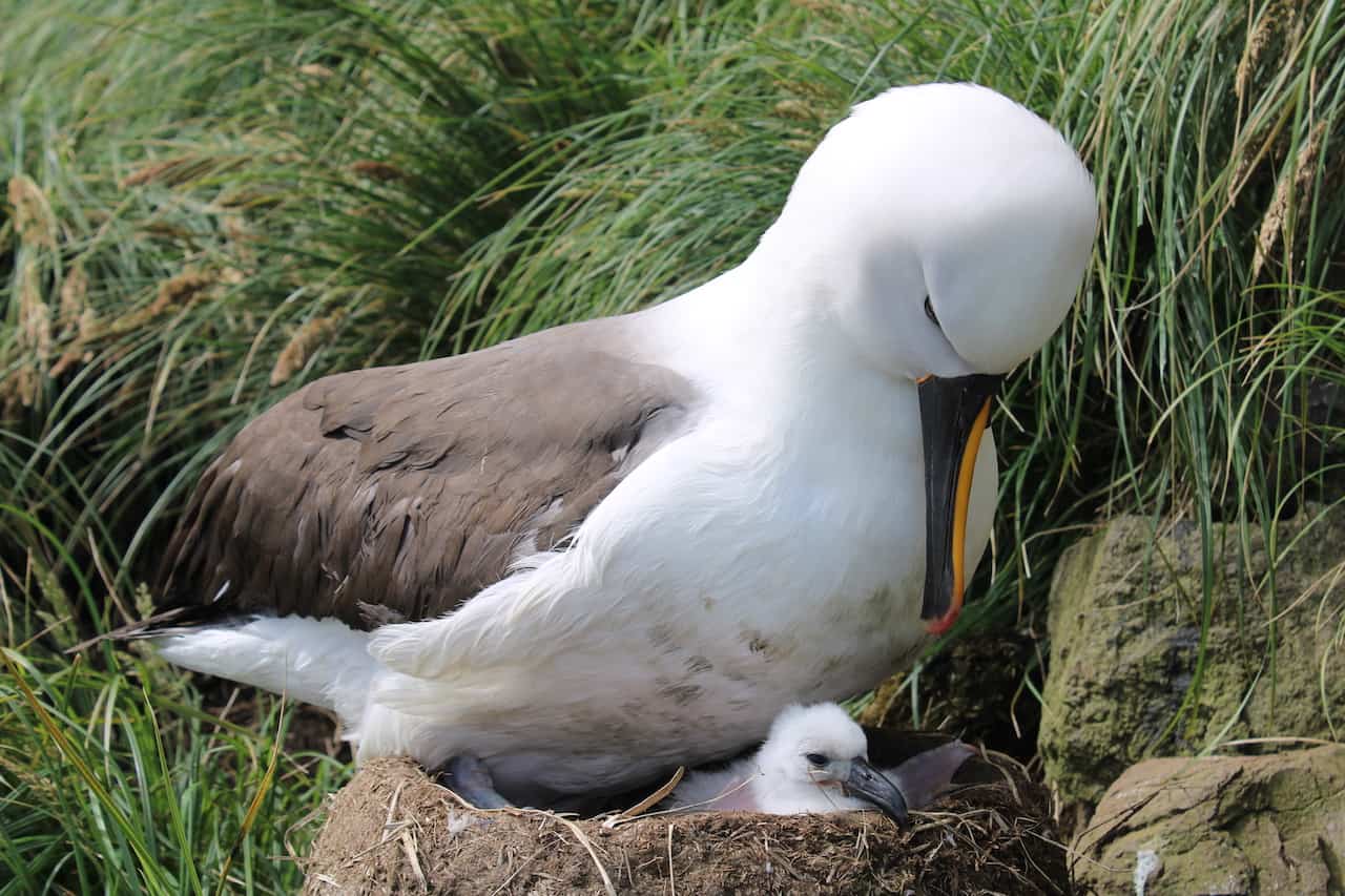 Une mère albatros à bec jaune et son petit photographié par Corisande Abiven