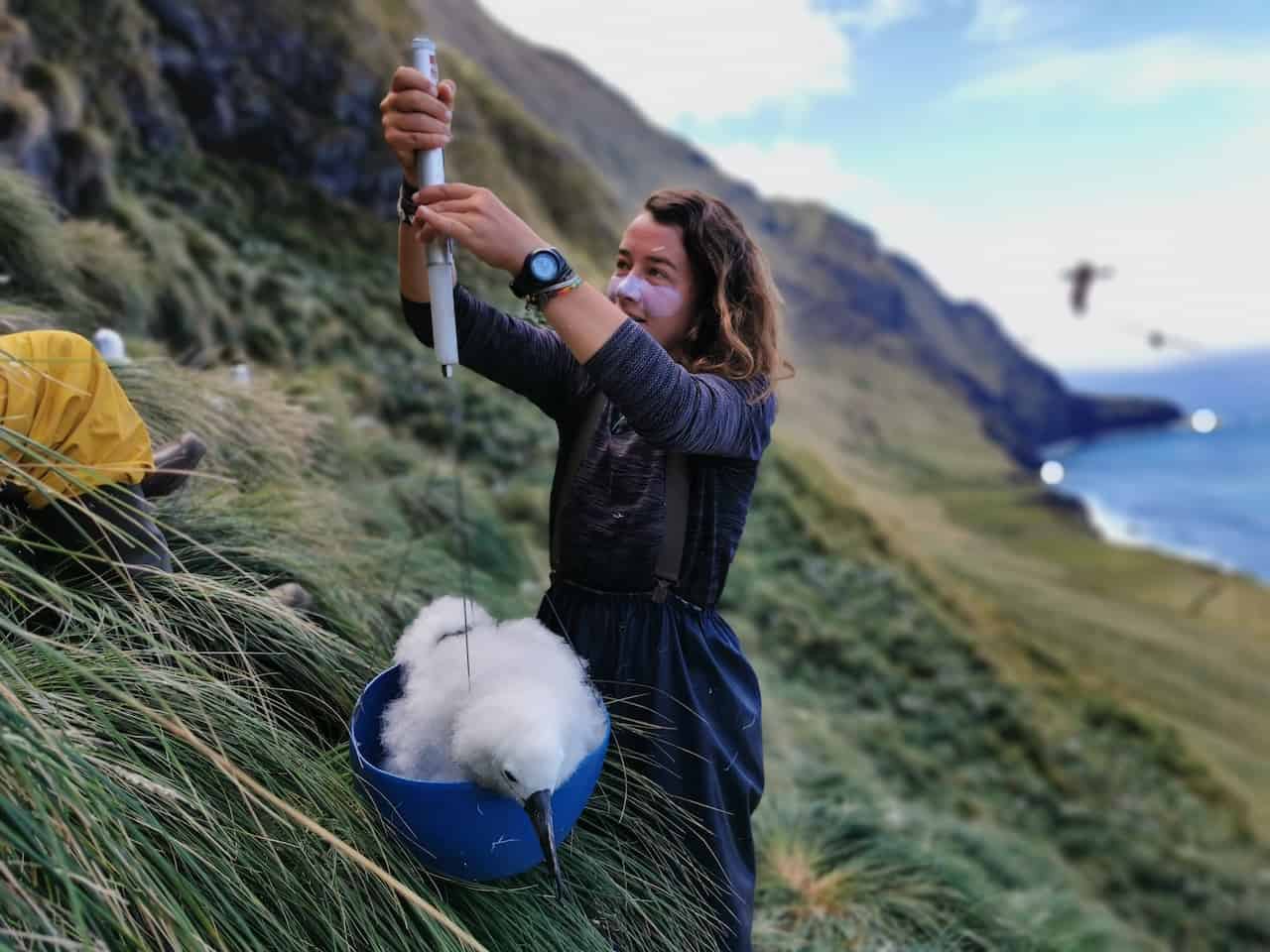 Corisande Abiven réalise la pesée d'un albatros de l'île d'Amsterdam