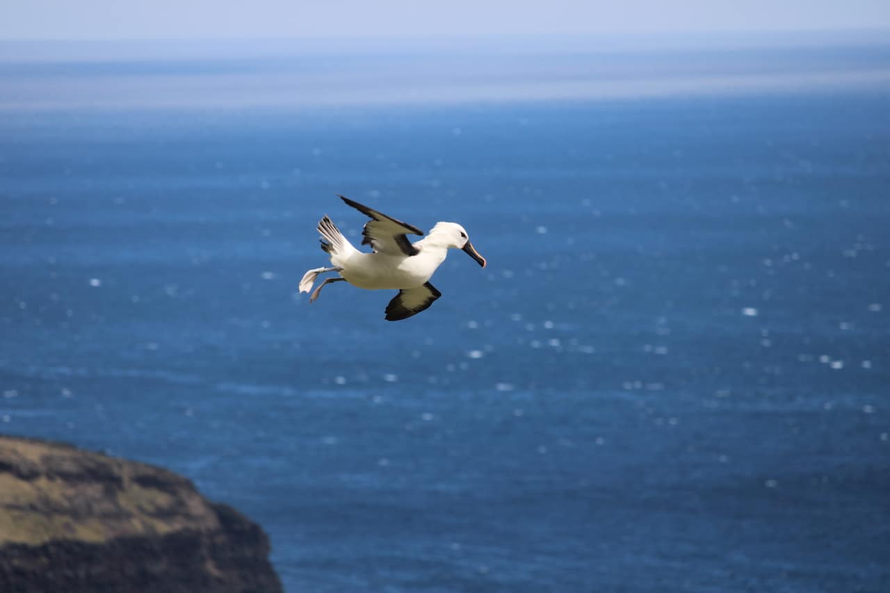 Corisande Abiven part à la découverte des Albatros à bec jaune, rois de l'Azur