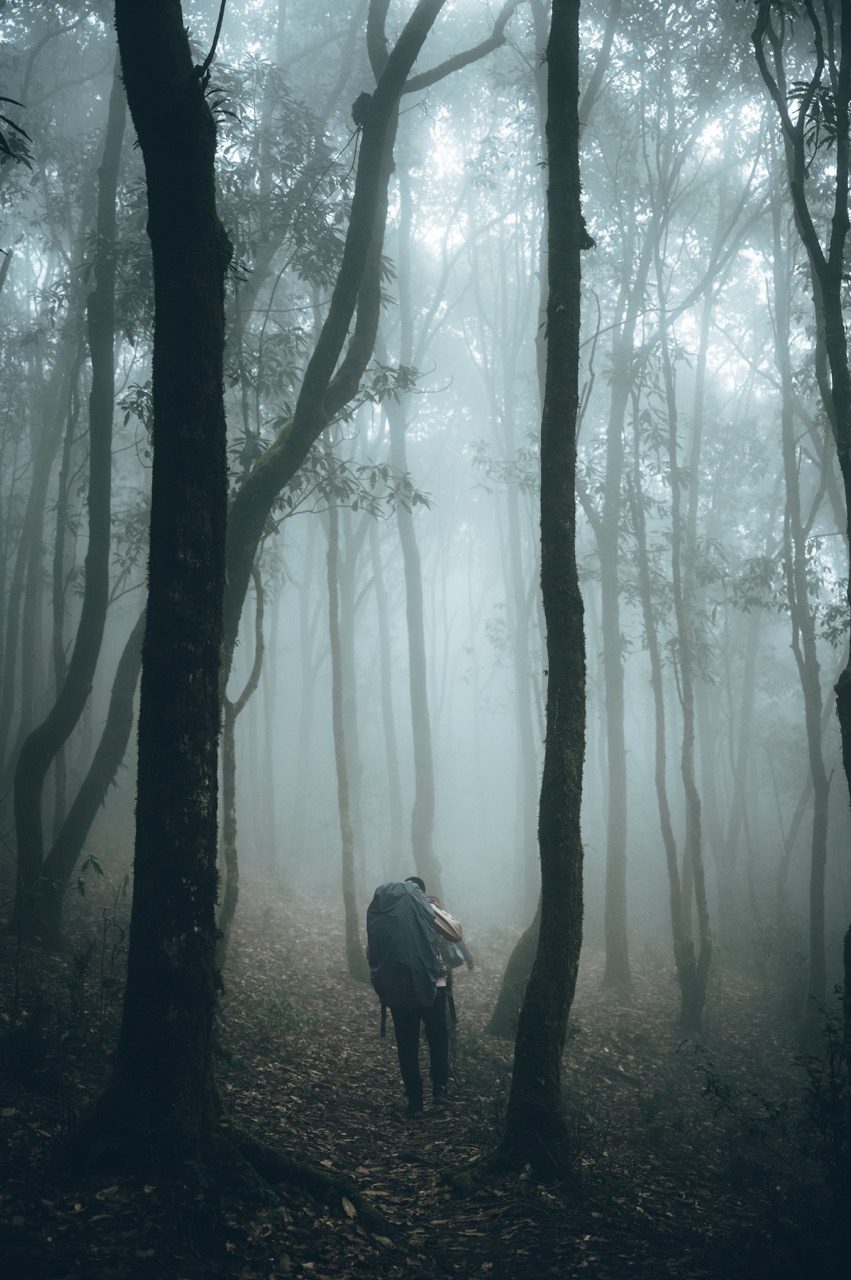 Passage par des forêts embrumées lors de notre trek au Népal