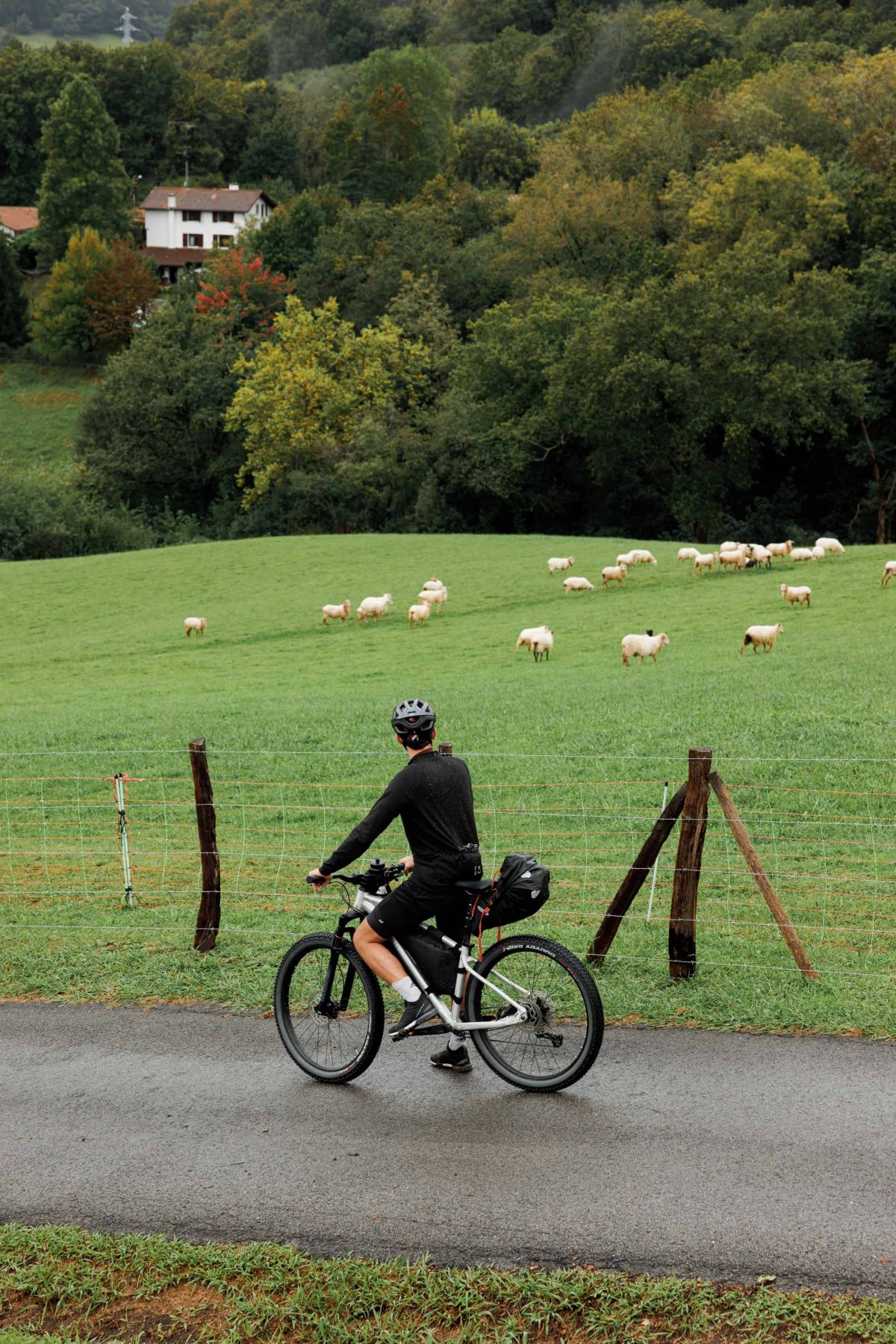 En VTT dans le Pays Basque, on croise des moutons.