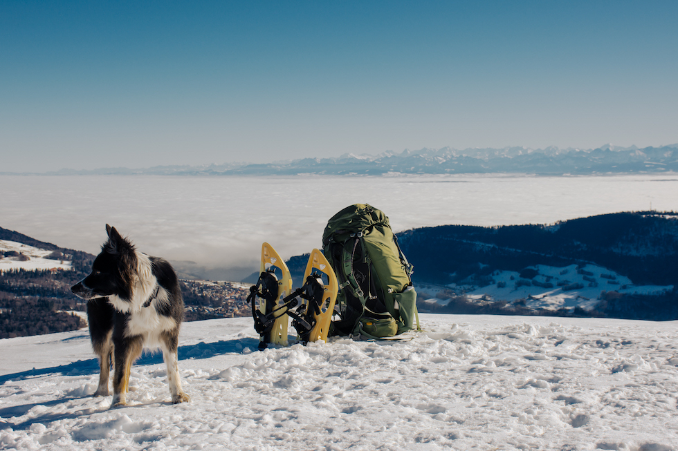 Aussi à l'aise sur sentier que dans la neige, randonner avec son chien peut se faire sur tous les terrains.